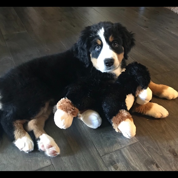 Meet your Posher, Kim - Picture 1 of 1